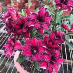 10 Thai Super Star Adenium obesum Double layer (Desert Rose) Bonsai Seeds Fresh Flower New Seeds (Original Thai Seeds)