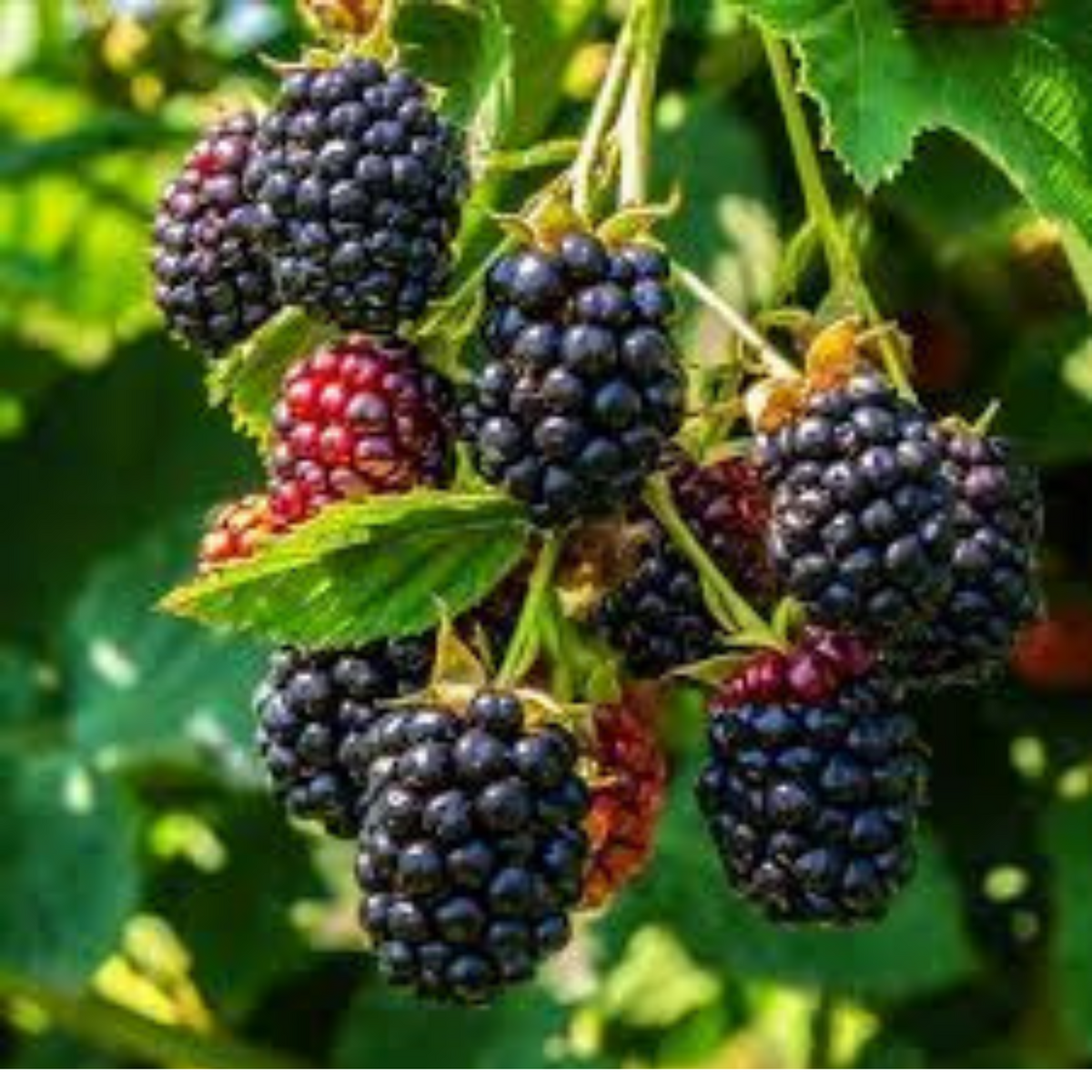 100 Blackberry Seeds (Fruit)