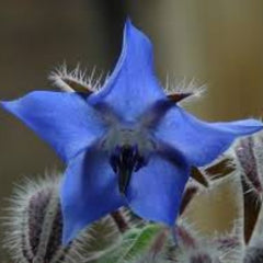 100 Blue Borage Seeds, Starflower, Tailwort Seeds (Asia Flower) (Borago Officinalis Bianca)