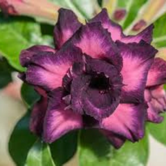 10 Thai Purple Adenium Obesum (Desert Rose) Seeds Fresh Flower New Seeds (Original Thai Seeds)