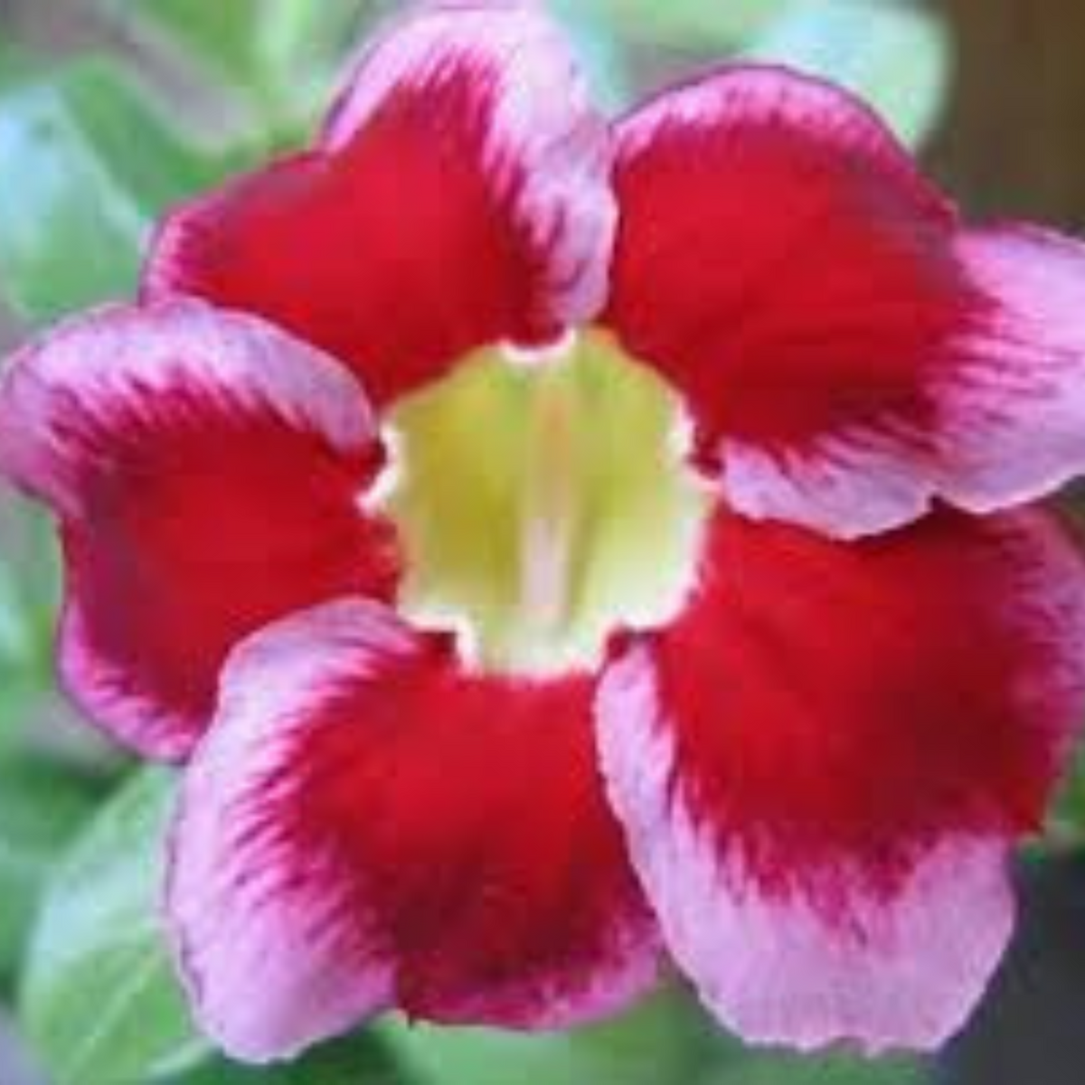 10 Thai Red Purple Adenium Obesum (Desert Rose) Seeds Fresh Flower New Seeds (Original Thai Seeds)