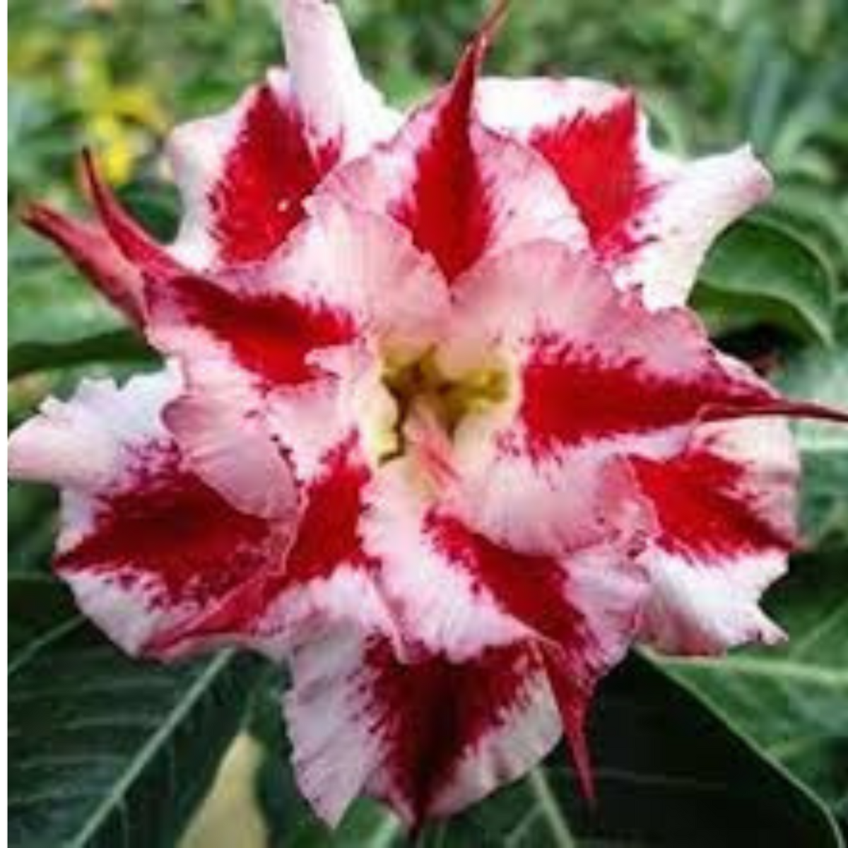 10 Thai Red White 5 Adenium Obesum (Desert Rose) Seeds Fresh Flower New Seeds (Original Thai Seeds)