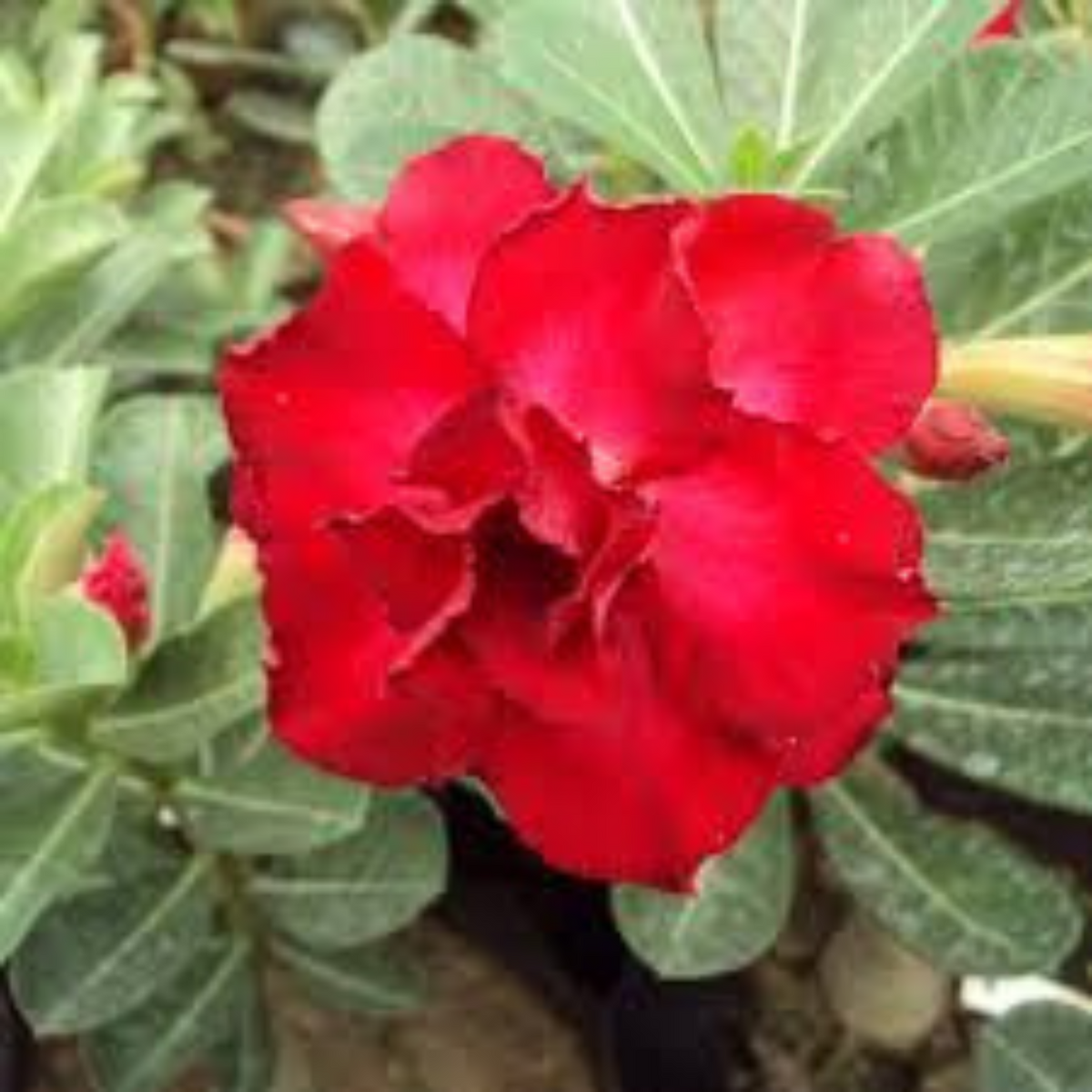 10 Thai Red2 Adenium Obesum (Desert Rose) Seeds Fresh Flower New Seeds (Original Thai Seeds)