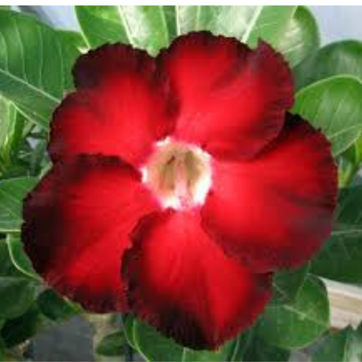 10 Thai Siam Adenium obesum Double layer (Desert Rose) Bonsai Seeds Fresh Flower New Seeds (Original Thai Seeds)