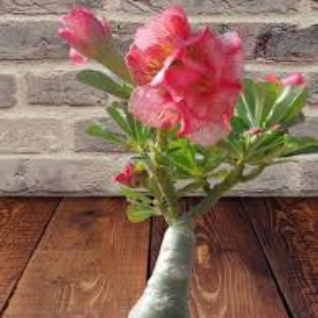 10 Thai Orange 7 Adenium obesum Double layer (Desert Rose) Bonsai Seed ...