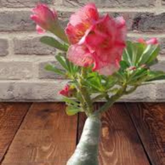 10 Thai Orange 7 Adenium obesum Double layer (Desert Rose) Bonsai Seeds Fresh Flower New Seeds (Original Thai Seeds)