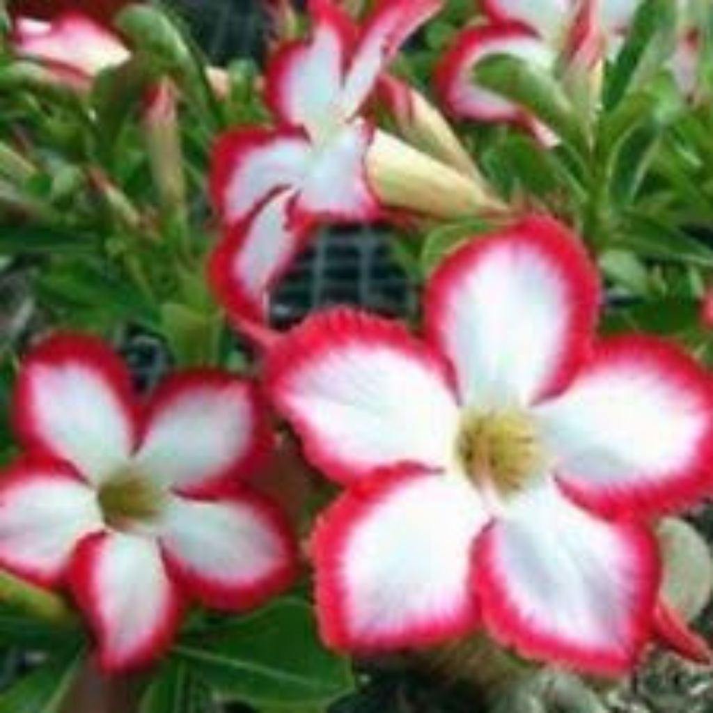 10 Thai Moon Sky Adenium Obesum Double Layer Desert Rose Bonsai Seed