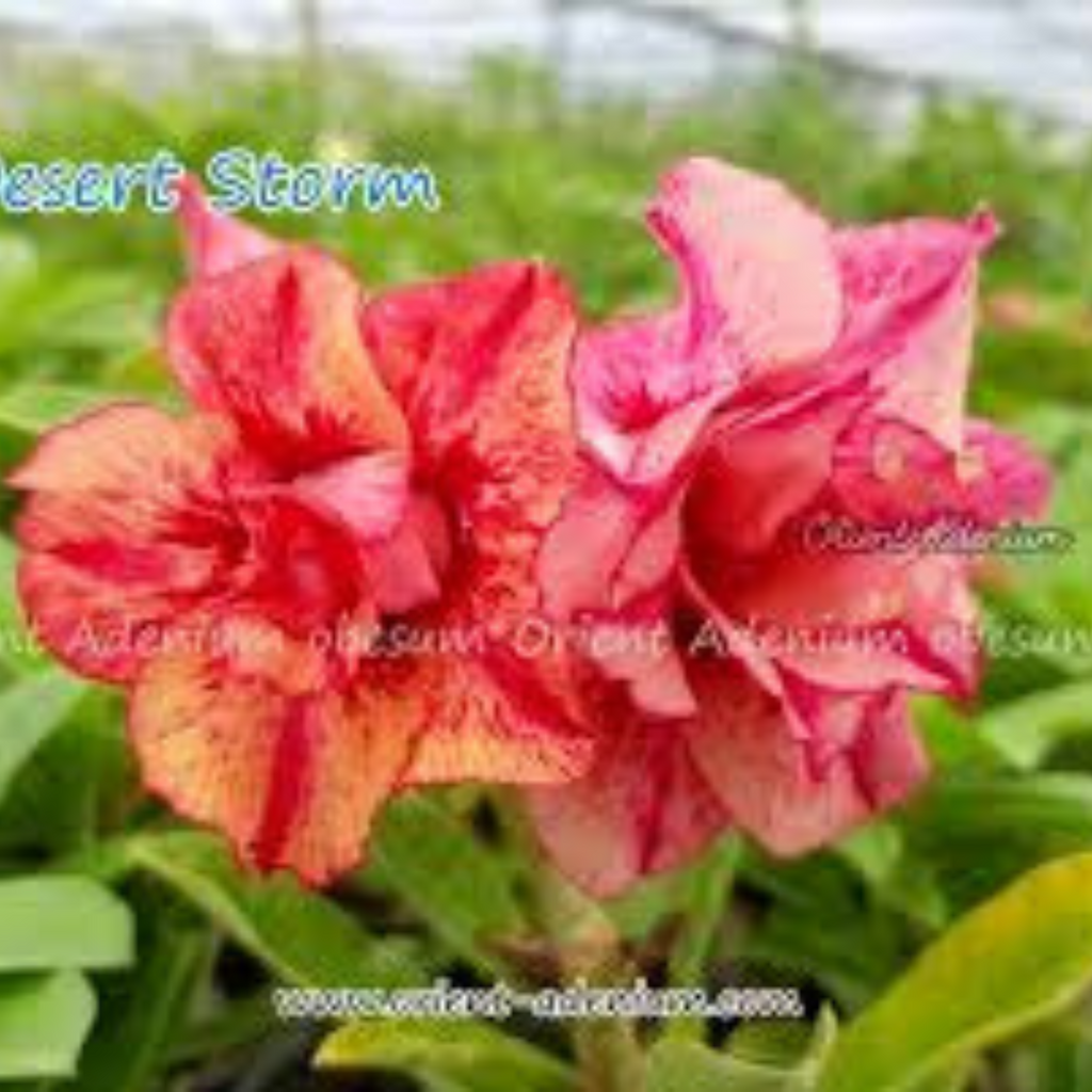 Thai Orange 2 Adenium obesum Double layer (Desert Rose) Bonsai Seeds ...