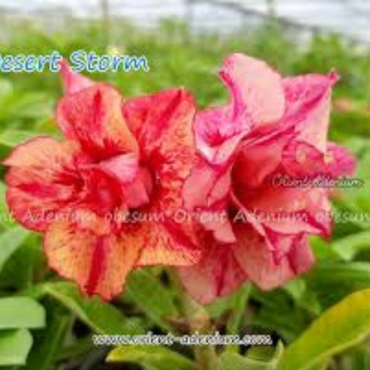 10 Thai Orange 2 Adenium obesum Double layer (Desert Rose) Bonsai Seeds Fresh Flower New Seeds (Original Thai Seeds)