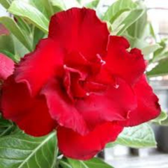 10 Thai Red Adenium obesum Double layer (Desert Rose) Bonsai Seeds Fresh Flower New Seeds (Original Thai Seeds)