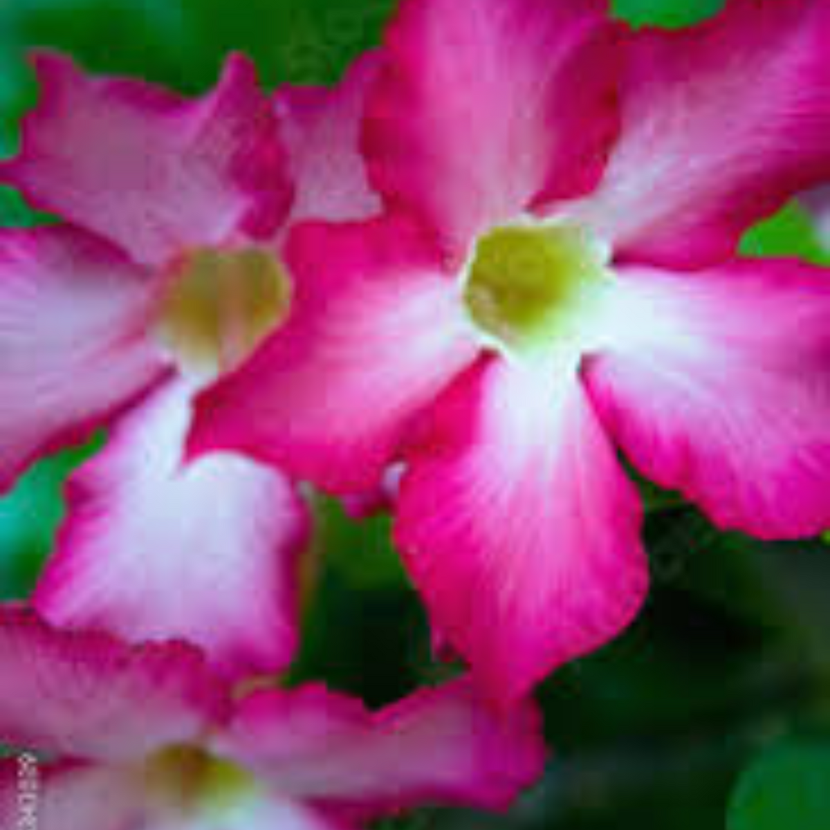 10 Thai Ratee Pink Adenium Obesum (Desert Rose) Seeds Fresh Flower New Seeds (Original Thai Seeds)