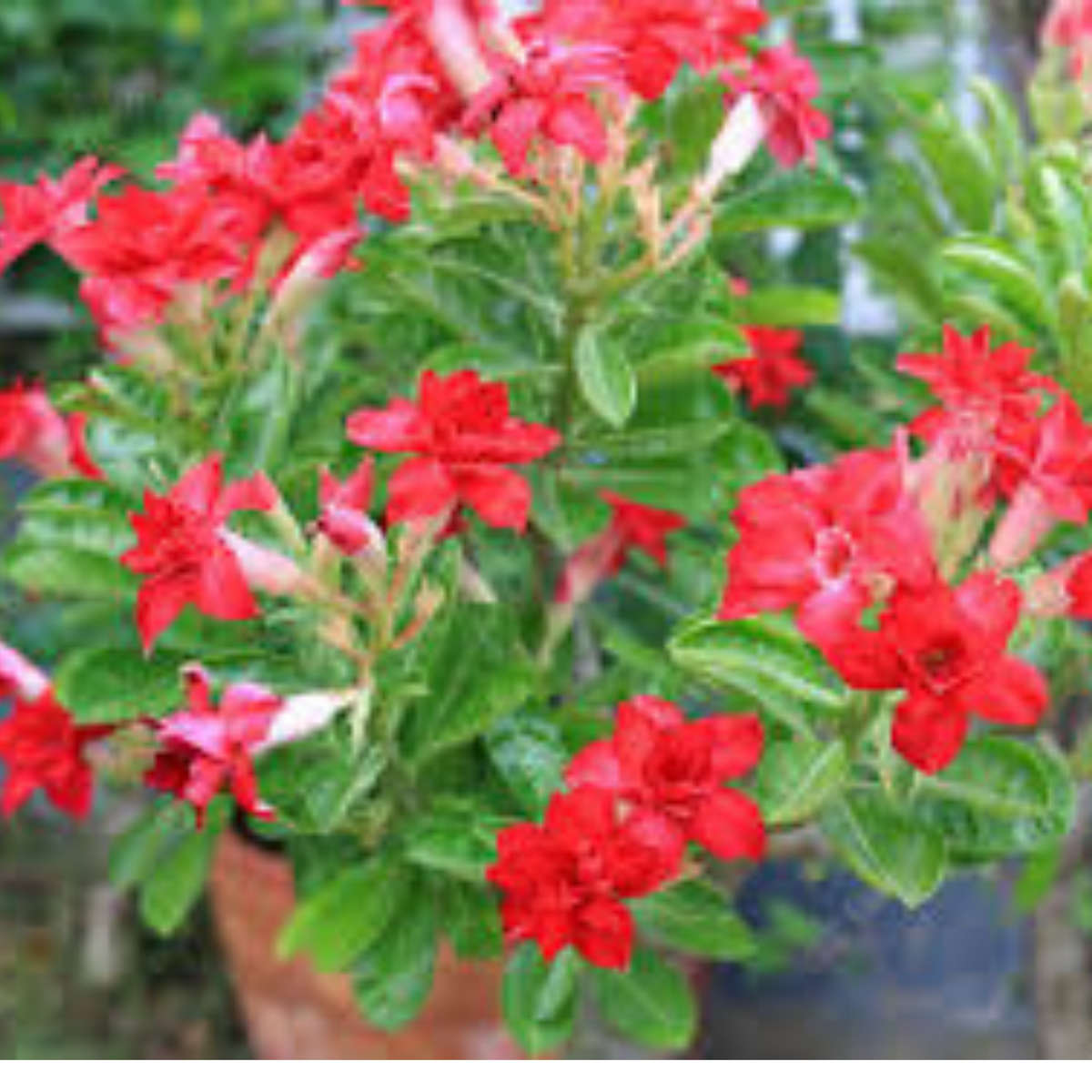 10 Thai Red 4 Adenium Obesum (Desert Rose) Seeds Fresh Flower New Seeds (Original Thai Seeds)