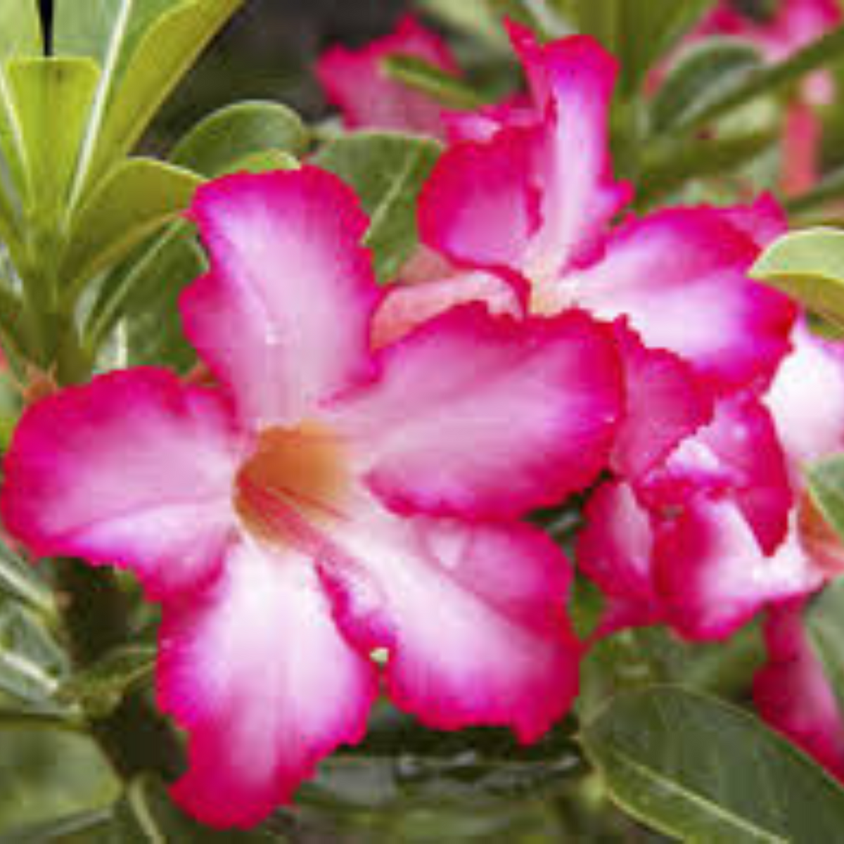 10 Thai Pink Girl Adenium obesum Double layer (Desert Rose) Bonsai Seeds Fresh Flower New Seeds (Original Thai Seeds)