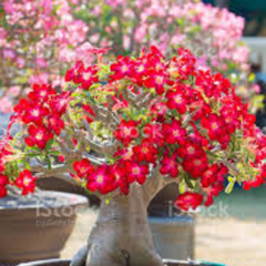 10 Thai Red 1 Adenium obesum Double layer (Desert Rose) Bonsai Seeds Fresh Flower New Seeds (Original Thai Seeds)