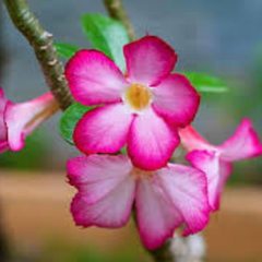 10 Thai Pink Adenium Obesum (Desert Rose) Seeds Fresh Flower New Seeds (Original Thai Seeds)