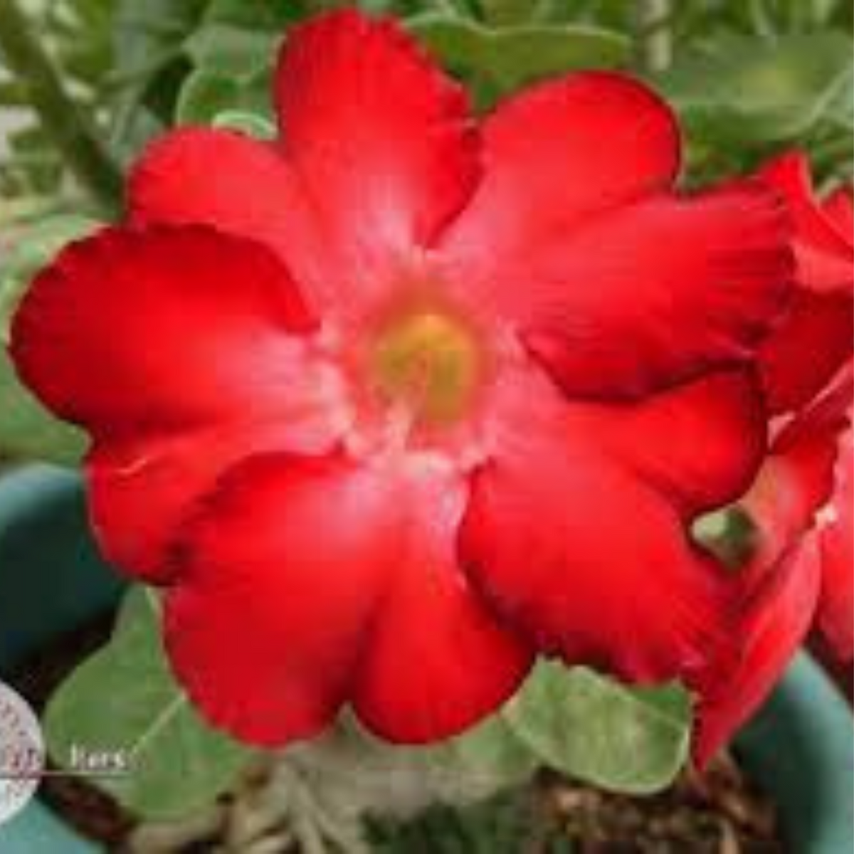 10 Thai Red 3 Adenium Obesum (Desert Rose) Seeds Fresh Flower New Seeds (Original Thai Seeds)