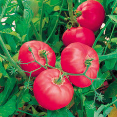 100 Brandy Boy Hybrid Big Tomato Non GMOs Vegetable Heirloom Seeds
