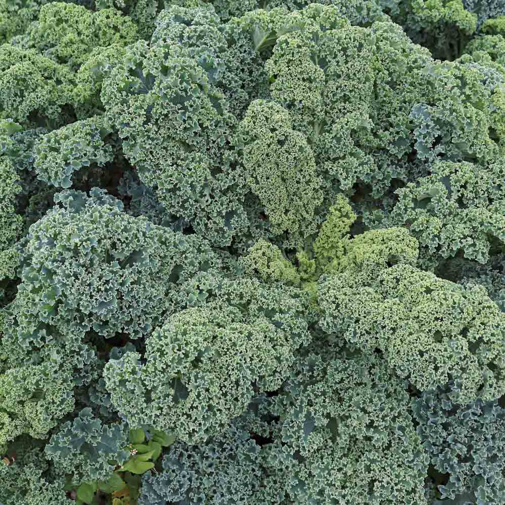300 Vates Blue Curled Kale Vegetable Seeds