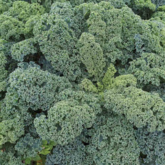300 Vates Blue Curled Kale Vegetable Seeds