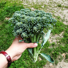 100 Broccoli Waltham29 Vegetable Heirloom Non-Gmo Seeds