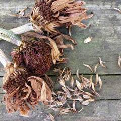 300 Orange Zinnia Flower Seeds