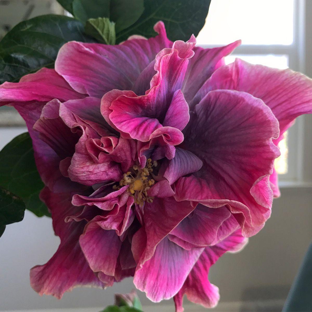 100 Indian Bride Hibiscus Hardy Flower Perennials Seeds