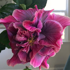 100 Indian Bride Hibiscus Hardy Flower Perennials Seeds