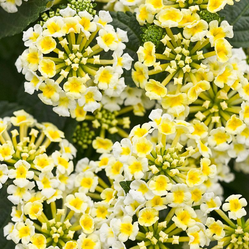 100 Lemon Zest Lantana Camara Flower Seeds