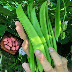 12 Red Sword Bean Canavalia Gladiata Seeds