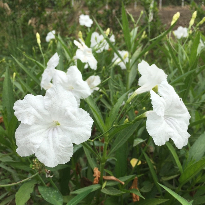 20g White Ruellia Tuberosa Waterkanon Thai Flower Herbs Seeds About 100000 Seeds