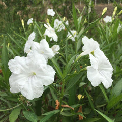 20g White Ruellia Tuberosa Waterkanon Thai Flower Herbs Seeds About 100000 Seeds