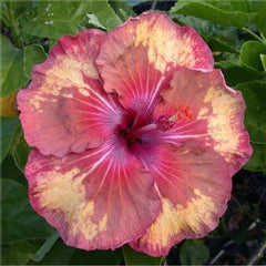 100 Tahitian Mahogany Sunspots Hibiscus Hardy Flower Perennials Seeds