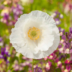 2000 White Bridal Silk Poppy Flower Seeds