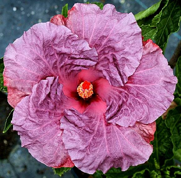 100 Burnished Plum Hibiscus Hardy Flower Perennials Seeds