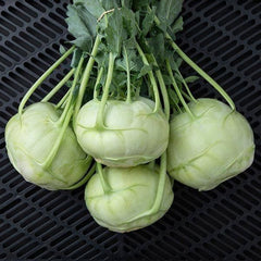 200 White Vienna Kohlrabi Seeds Brassica oleracea var. gongylodes