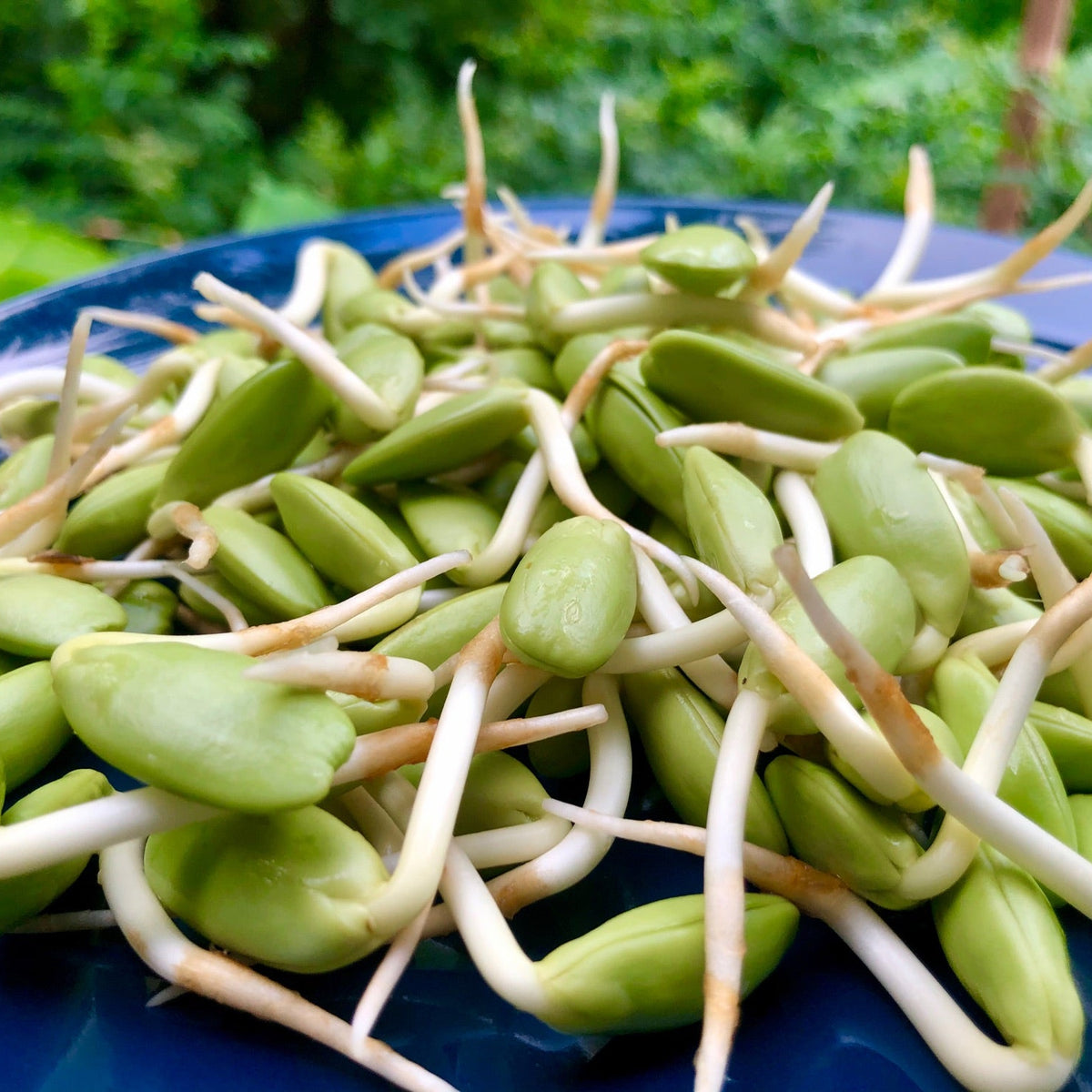 25 Tree Bean Parkia Timoriana Seeds