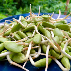 25 Tree Bean Parkia Timoriana Seeds