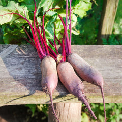 300 Cylindra Beet Vegetable Non-Gmo Heirloom Seeds