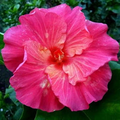 100 Moorea Apprehensive Hibiscus Hardy Flower Perennials Seeds