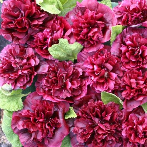 100 Blackberry Hollyhocks Alcea Rosea Flower Seeds