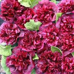 100 Blackberry Hollyhocks Alcea Rosea Flower Seeds