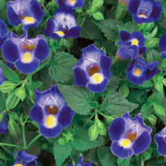 300 Midnight Blue Torenia Wishbone Flower Seeds