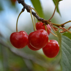 30 Montmorency Cherry Bonsai Tree Seeds
