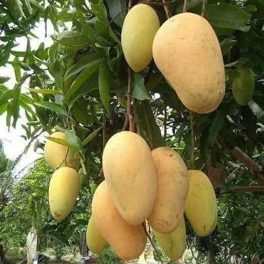 Mangoes hanging from a tree with green leaves