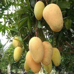 Mangoes hanging from a tree with green leaves