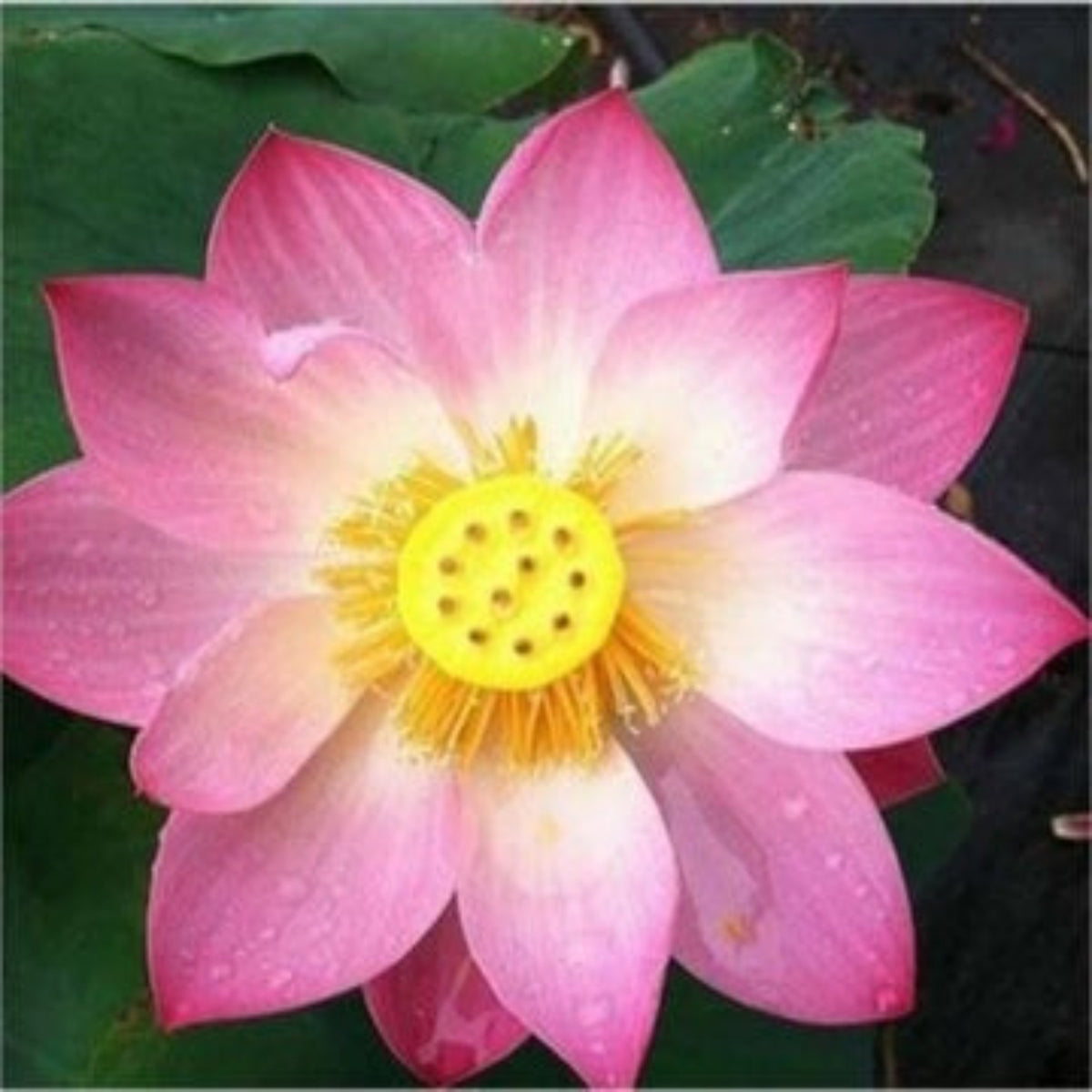 15 Thai Heirloom Lotus flower Bonsai Seeds Water Plants (Original Thai Seeds) 005