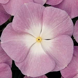 100 Lavender Blue Halo Vinca Flower Seeds Madagascar Periwinkle