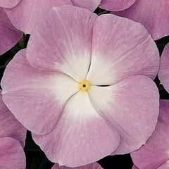 100 Lavender Blue Halo Vinca Flower Seeds Madagascar Periwinkle