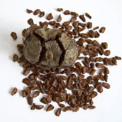 20 Mediterranean Cypress Seeds