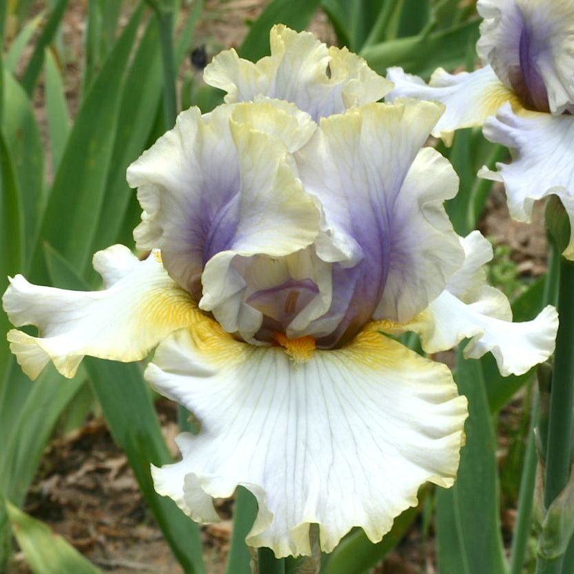 100 Ivory Ghost Iris Seeds